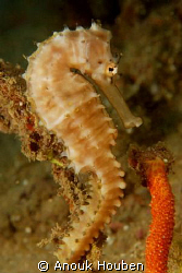 Our resident seahorse on the second reef off Negombo, Sri... by Anouk Houben 